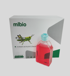 Clara大鼠肺上皮細(xì)胞主圖