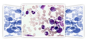 各種組織學試劑，包括固定液和染色液